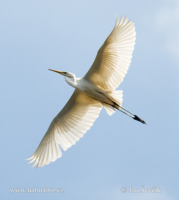 Grote zilverreiger