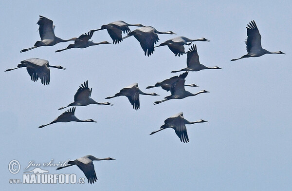 Grulla común