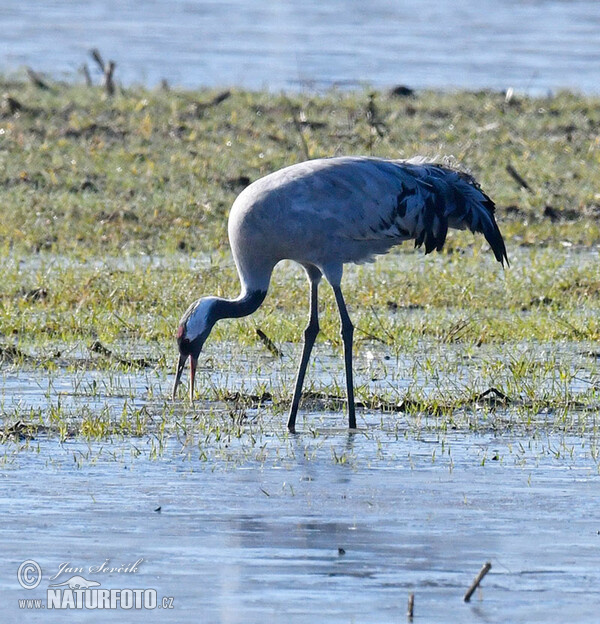 Grulla común