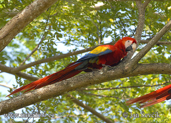 Guacamai roig d'ales grogues