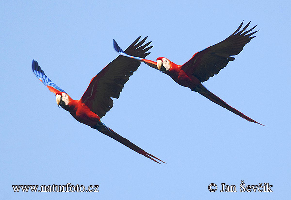 Guacamayo Macao