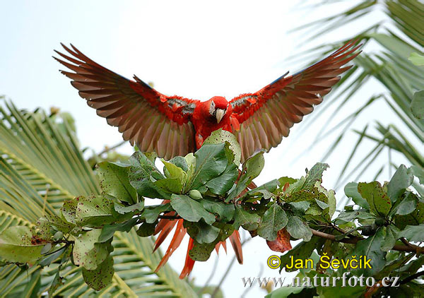 Guacamayo Macao