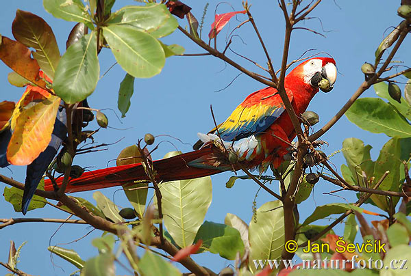 Guacamayo Macao