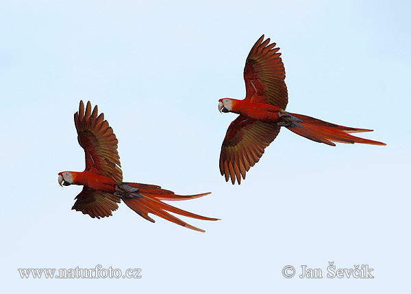 Guacamayo Macao