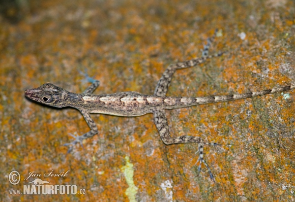 Guantanamo Anole (Anolis argenteolus)