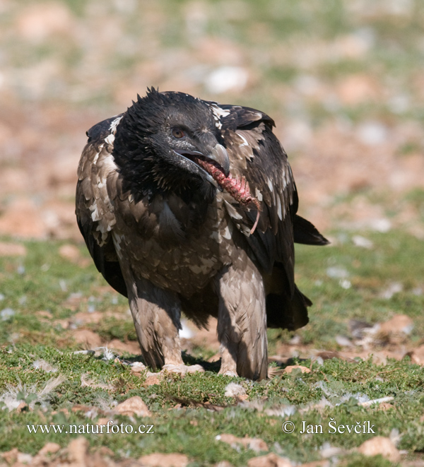 Gypaetus barbatus