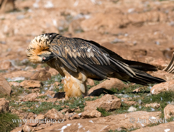 Gypaetus barbatus