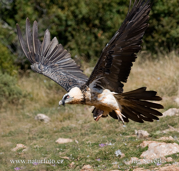 Gypaetus barbatus