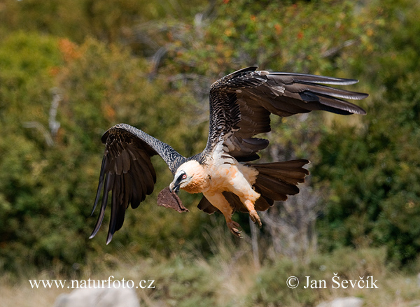 Gypaetus barbatus