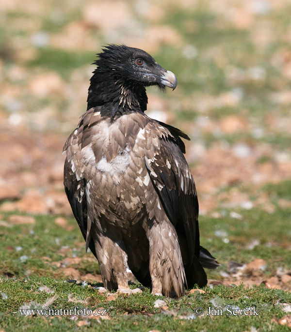 Gypaetus barbatus