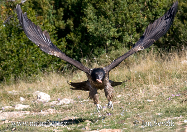 Gypaetus barbatus