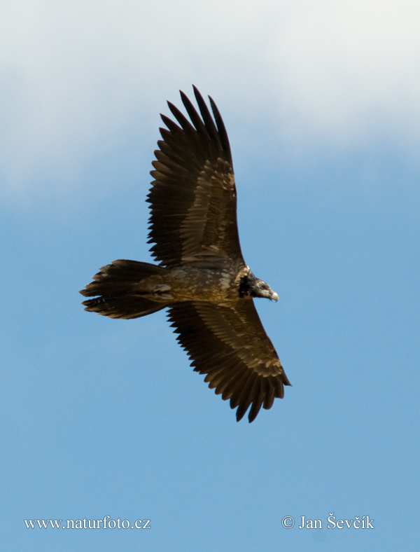 Gypaetus barbatus