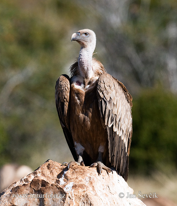 Gyps fulvus