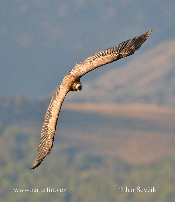 Gyps fulvus