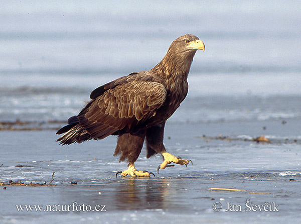 Haliaeetus albicilla