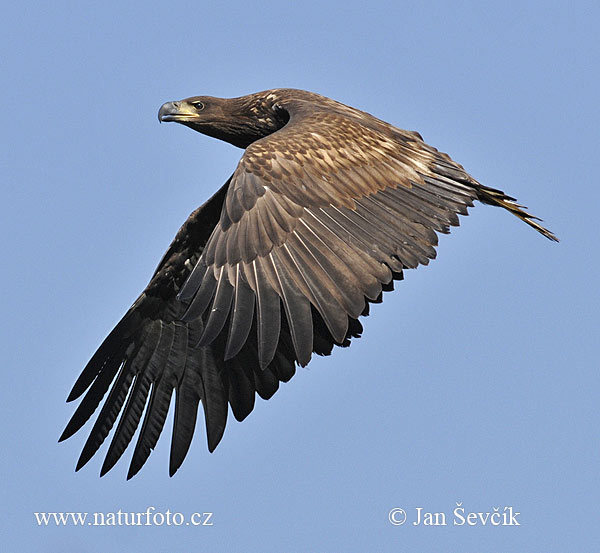 Haliaeetus albicilla