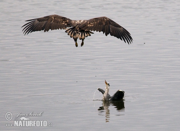 Haliaeetus albicilla Ardea cinerea