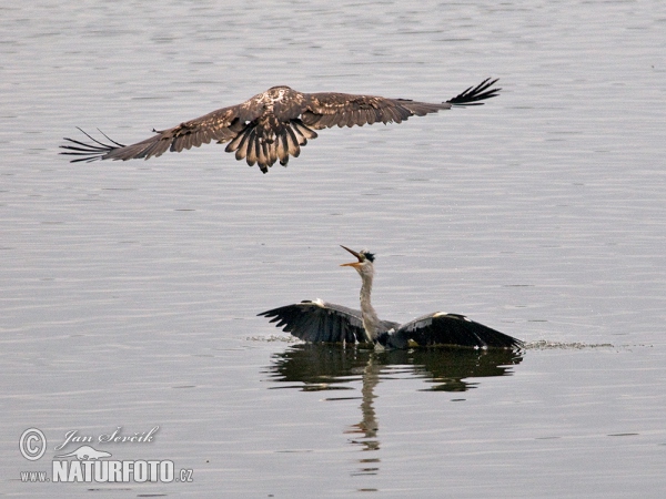 Haliaeetus albicilla Ardea cinerea