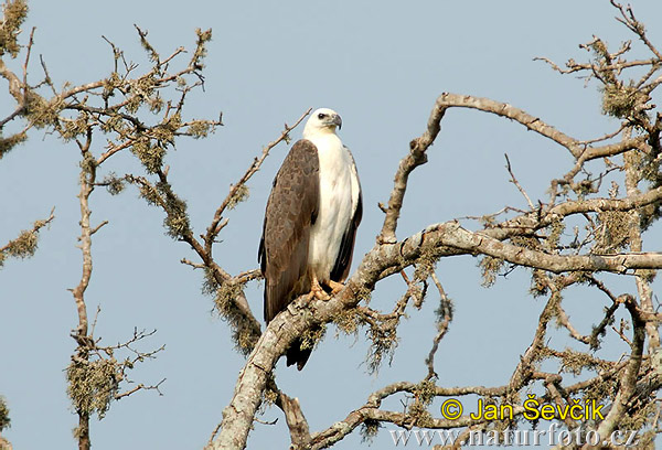 Haliaeetus leucogaster