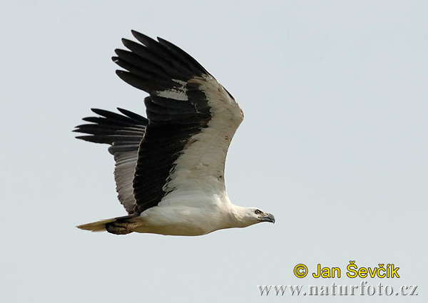 Haliaeetus leucogaster