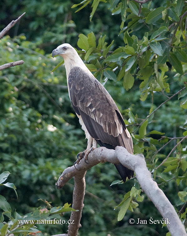 Haliaeetus leucogaster