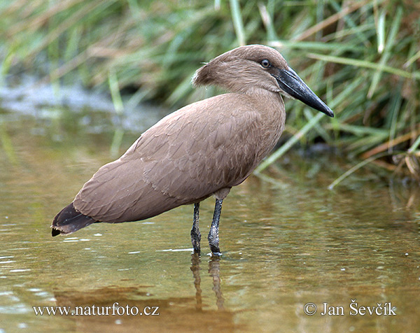 Hamerkop