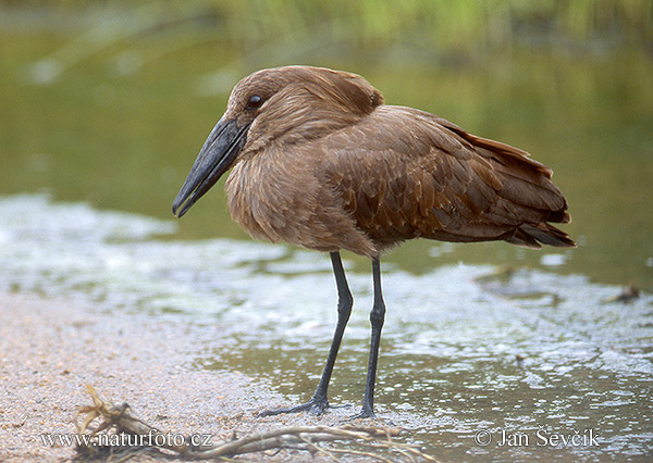 Hamerkop