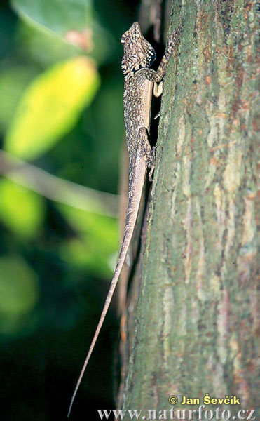 Harlequin Iguana (Plica plica)