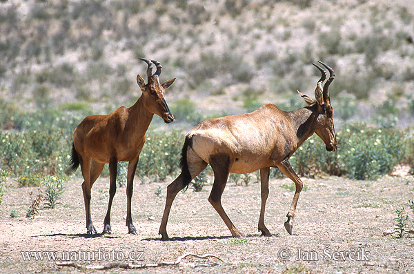 Hartebeest