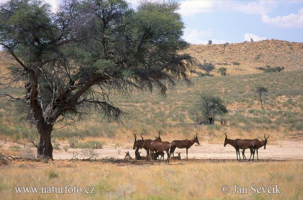 Hartenbeest