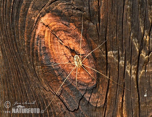 Harvestman (Opilionida)