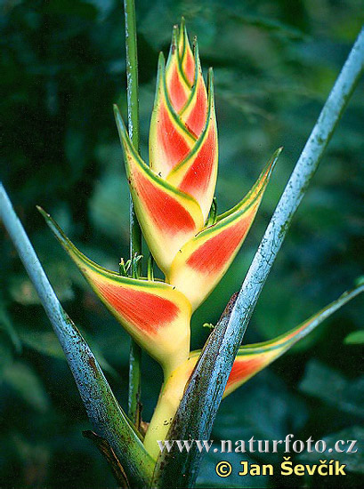 Heliconia sp.