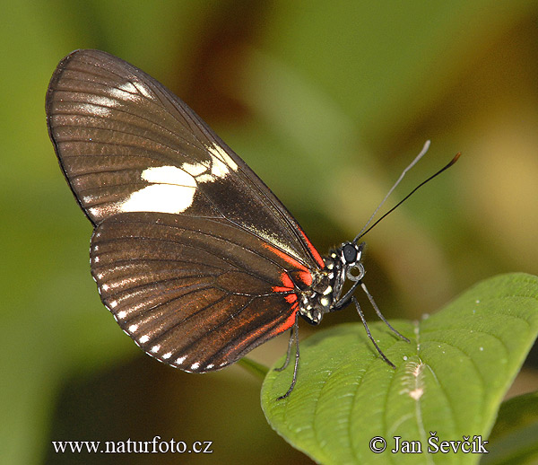 Heliconius doris