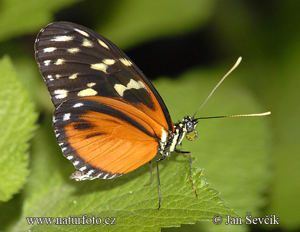 Heliconius hecale