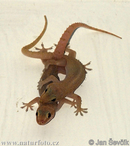 Hemidactylus frenatus