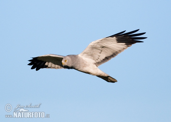 Hen Harrier (Circus cyaneus)