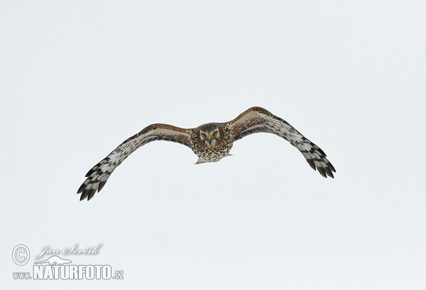 Hen Harrier (Circus cyaneus)