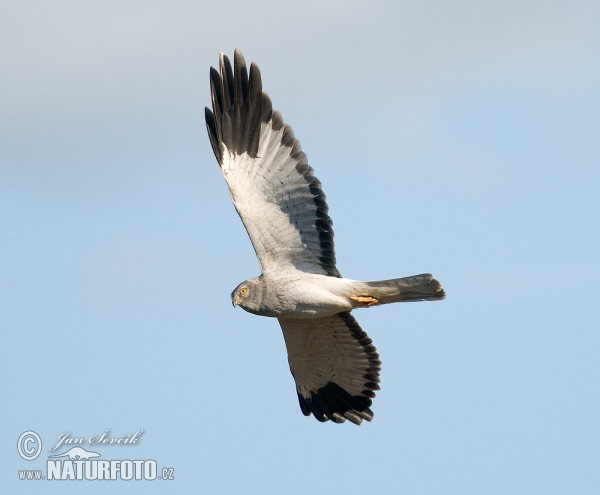 Hen Harrier (Circus cyaneus)