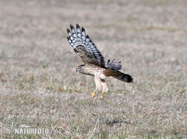 Hen Harrier (Circus cyaneus)