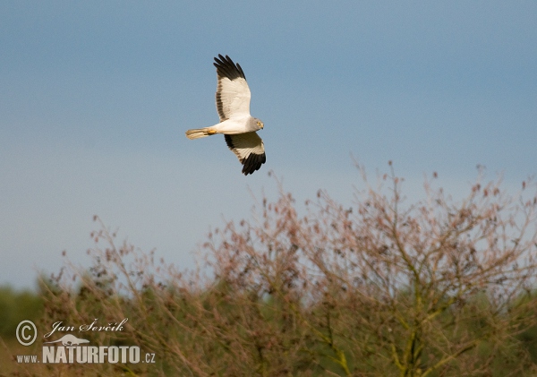 Hen Harrier (Circus cyaneus)