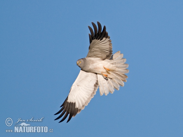 Hen Harrier (Circus cyaneus)