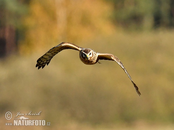 Hen Harrier (Circus cyaneus)