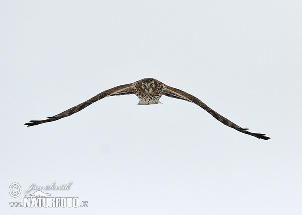 Hen Harrier (Circus cyaneus)