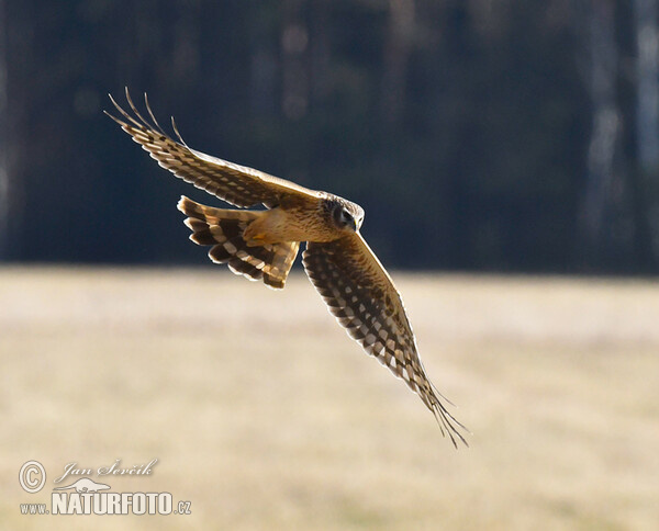 Hen Harrier (Circus cyaneus)