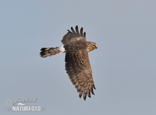 Hen Harrier (Circus cyaneus)