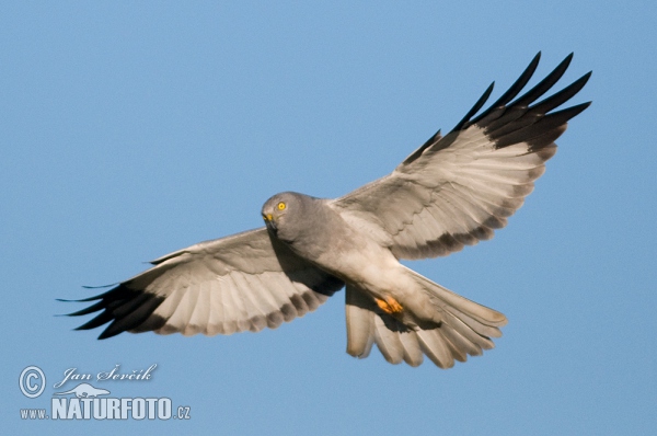 Hen Harrier (Circus cyaneus)