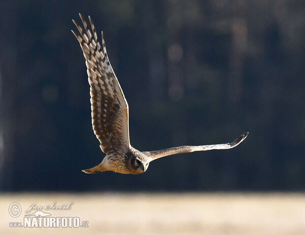 Hen Harrier (Circus cyaneus)