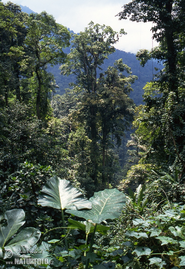 Henri Pittier National Park (VA)