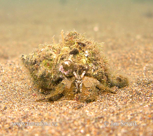Hermit Crab (Paguridae)