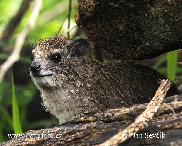 Heterohyrax